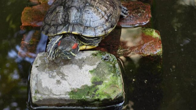 Tortoise is resting and swims at an artificial pond. Little mini turtle in the dark pond water with close-up views. 4k Video.