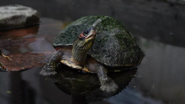A curious little tortoise standing on a rock of water watching something. Little mini turtle in the dark pond water with close-up views. 4k Video.