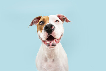 Happy American Staffordshire dog smiling. Isolated on blue background