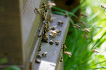 fleißige bienen an ihrer nisthöhle