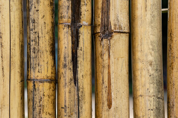 Yellow bamboo fence texture, bamboo background