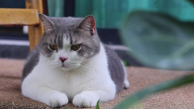 Scottish fold cat sitting on the floor in the garden. White cat looking something in the park.