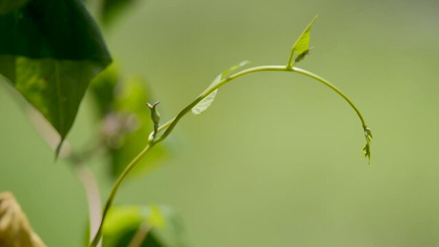 Ivy gourd is Thai herbs.