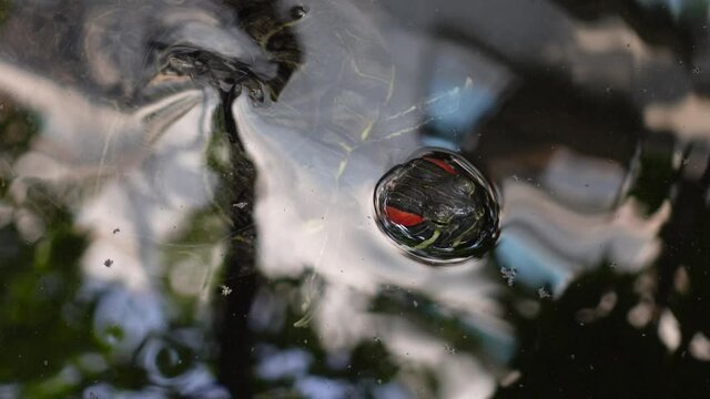 A tortoise's head peeks into the reflection of the water. Little mini turtle in the dark pond water with close-up views. 4k Video.