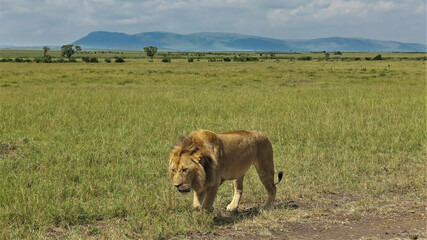 A lonely adult lion walks slowly along the savannah. Close-up. Green grass all around. In the distance are trees. Silhouette of mountains on a background of blue sky. Kenya. Masai Mara Park