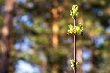 spring flowers on the elm branch