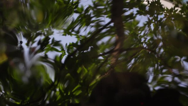 A tortoise's head peeks into the reflection of the water. Little mini turtle in the dark pond water with close-up views. 4k Video.