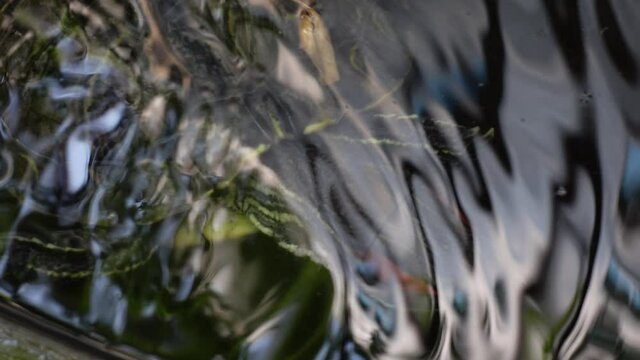 A tortoise's head peeks into the reflection of the water. Little mini turtle in the dark pond water with close-up views. 4k Video.