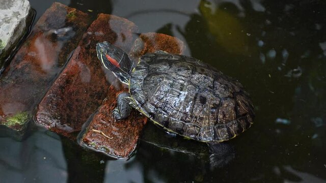 Tortoise is resting and swims at an artificial pond. Little mini turtle in the dark pond water with close-up views. 4k Video.
