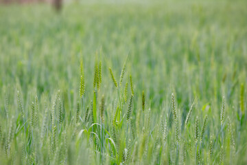 Nature view of Barley Field,Malt