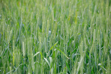 Nature view of Barley Field,Malt