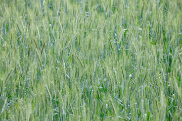 Nature view of Barley Field,Malt
