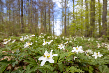 bl&uuml;hende Anemone Naturerlebnis Selketal
