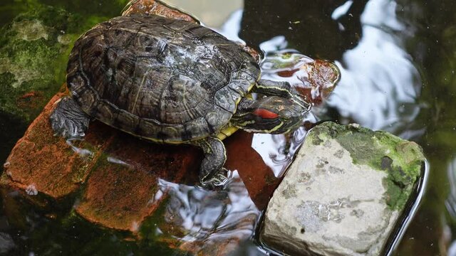 Tortoise is resting and swims at an artificial pond. Little mini turtle in the dark pond water with close-up views. 4k Video.