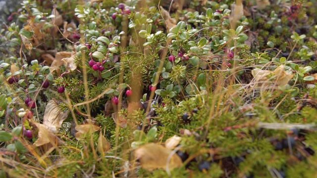 Black Juniper Berries and Red Lingonberries Grow Together in the Mountain Tundra. Berry Picking Season, Harvesting