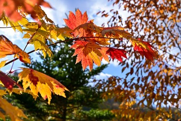 定山渓ダムでみたカラフルなカエデの紅葉＠北海道