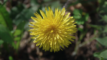 Yellow dandelion flower in green grass. Spring sunny day. Blurred background. Close-up. Selective focus with copy space.