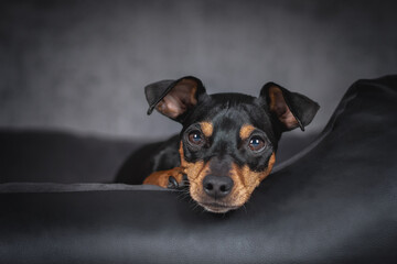 Portrait Hund vor schwarzem Hintergrund im low key light im Studio