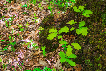 Oak tree in the green forest