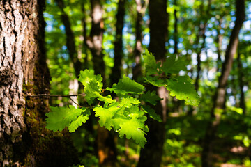 Oak tree in the green forest