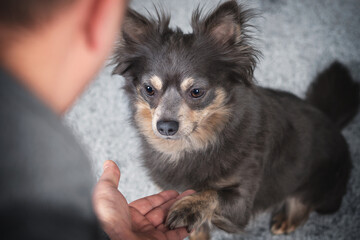 Portrait Mann Hund freundschaft auf grauem hintergrund mit Pfote
