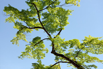 曼殊院天満宮　境内の青紅葉　京都市