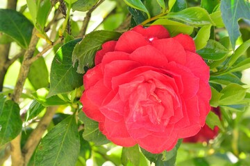 Camellia flower,Shot in Hsinchu,Taiwan