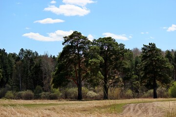 Fototapeta na wymiar lonely trees in the field 