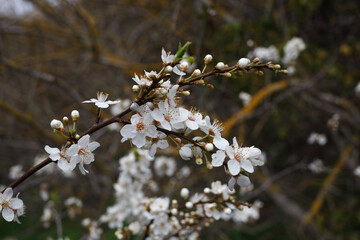 branch of a blossoming tree against the blue sky