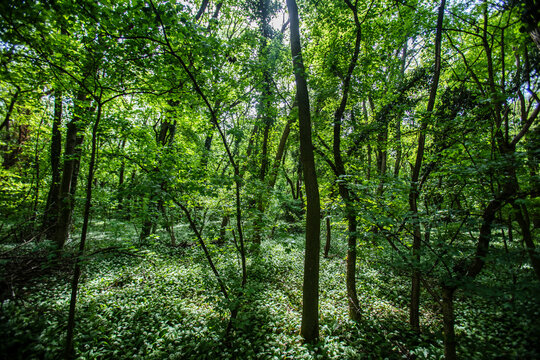 green spring forest © babaroga