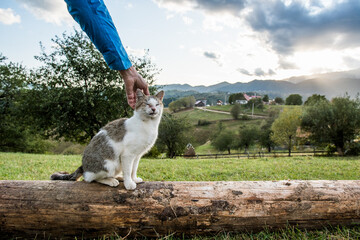 view of a hand stroking a cat perched on a log in the field