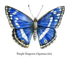 Watercolor blue buttefly illustration isolated on white background. Hand drawn vintage botanical style.