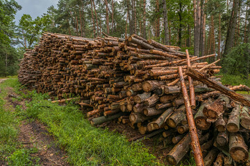 Deforestation concept. Stumps, logs and branches of tree after cutting down forest