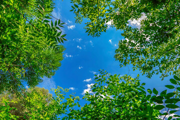 Tree branches frame with blue sky. Lush green ash trees background - obrazy, fototapety, plakaty