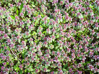Obraz na płótnie Canvas top view of dense purple flowers on green meadow