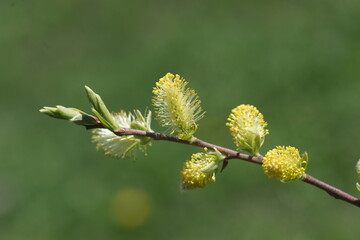 Pussy Willows - Spring Flowers