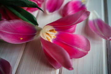 Obraz na płótnie Canvas pink tulips on a wooden background