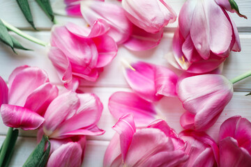 close up of pink tulips