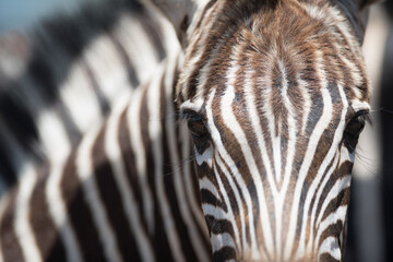 Close-up of a Burchell's Zebra's face, Greater Kruger
