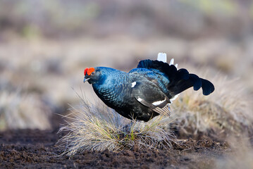 Lekking black grouse on spring swamp. Spring colors of moors with black grouse, blackcock. Male Black Grouse lek game at sunrise. banner of Lyrurus tetrix lekking in Estonia, Saaremaa.