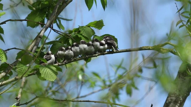 A cute family of recently fledged Long-tailed Tit chicks, Aegithalos caudatus, are sitting on a branch of a tree in a long line. A strong wind suddenly picks up and they all start to fly off.