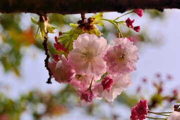 Sakura shaped like a Buddha riding an elephant(Prunus Shirofugen) Buddha riding an elephant in a Buddhist portrait