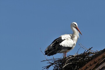 Storch im Storchennest auf Hausdach