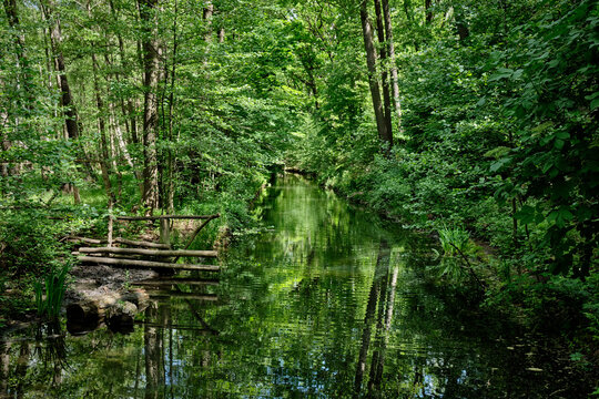 Gr&uuml;ne Sumpflandschaft: der "Hundekehlegraben" am Nordende des Berliner Grunewaldsees