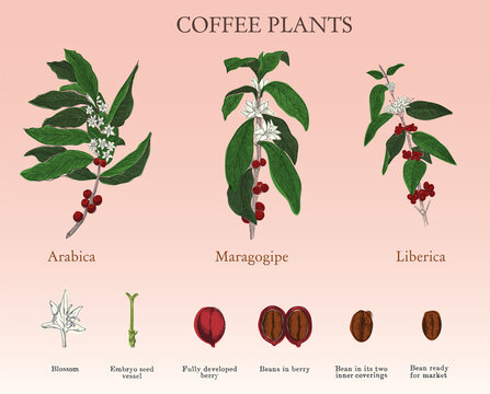 Stages of coffee from flower to bean. Vintage engraving, vector coloured set of varieties of coffee plants. Engraving published in 1881