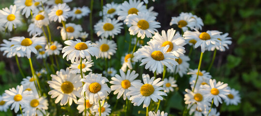 Camomile in the nature. Field of camomiles at sunny day at nature. Camomile daisy flowers in summer day. Chamomile flowers field wide background in sun light.Chamomile flower field.