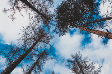 Bottom view of some pines and sky