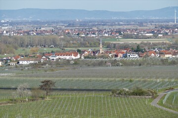 Blick auf Ruppertsberg in der Pfalz mit Weinbergen,  Landschaften und den Berge Odenwald im...