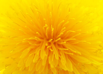 Yellow dandelion flower blooms outdoors in nature, macro, top view, background. Macro of a large yellow dandelion with a blooming flower bud. Yellow dandelion flower stamens, pistil, close-up, macro.