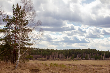 Forest landscape in the Urals. Birches, pines and cedars in a beautiful spring forest, the road and trails cross the thicket.